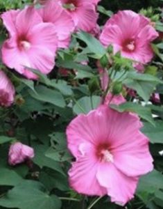 A20E0FA5-B3A3-4BE4-8FDA-894C889083C4 - Vand seminte de Hibiscus moscheutos luna