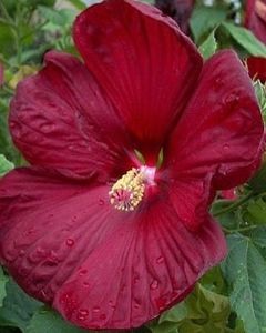 DD63145C-7F97-42E6-AB89-A2DD7F954399 - Vand seminte de Hibiscus moscheutos luna