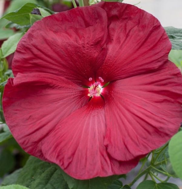 A07BCB42-CC2E-465F-BD35-384EC19FF50F - Vand seminte de Hibiscus moscheutos luna