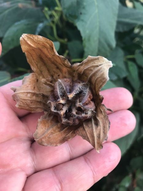 A148B6B0-C84D-47A7-BD2A-9DE0B226A184 - Vand seminte de Hibiscus moscheutos luna