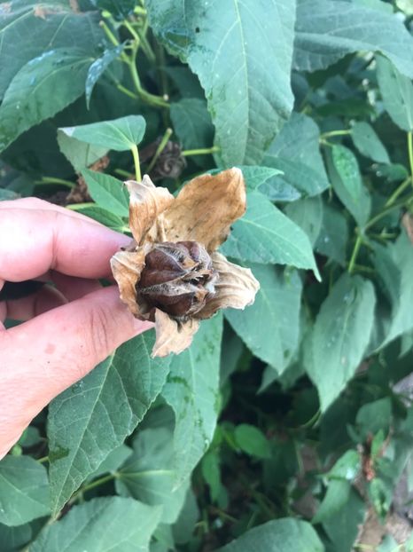 1B59D937-A73E-485E-9FF8-8EDE21136581 - Vand seminte de Hibiscus moscheutos luna