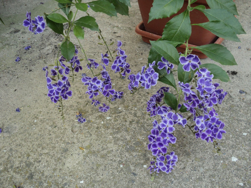 poze 2015 343 - DURANTA Gheisha