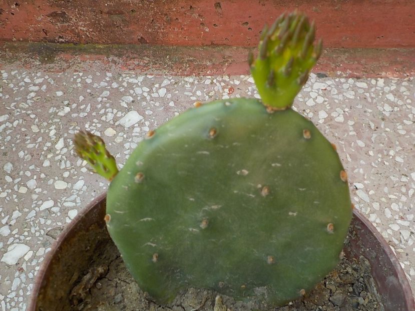  - opuntia compresa