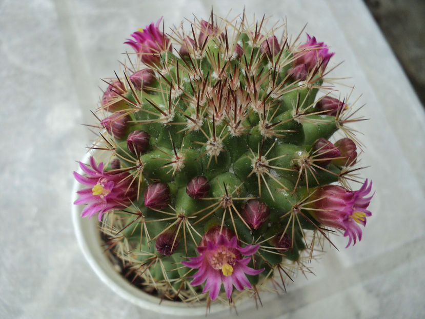 aug 2018 - CACTUSI SI SUCULENTE