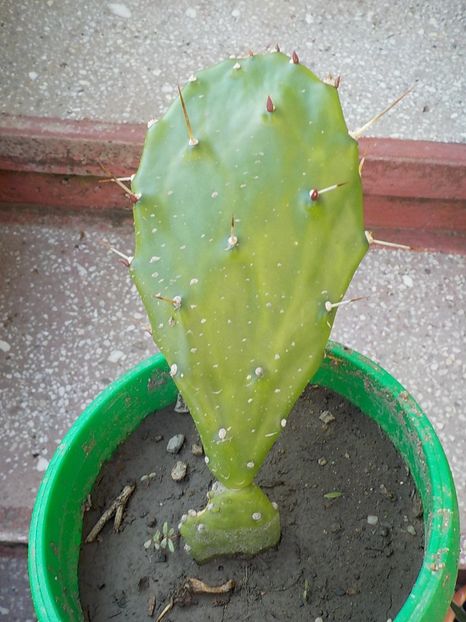  - Genul Opuntia