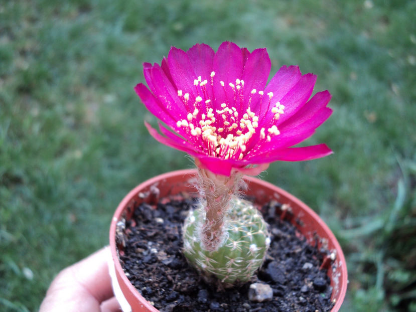 poze 2015 340 - CACTUSI SI SUCULENTE