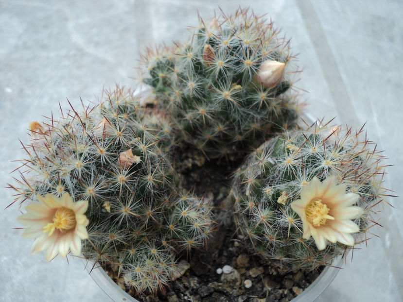 aug 2018 - CACTUSI SI SUCULENTE