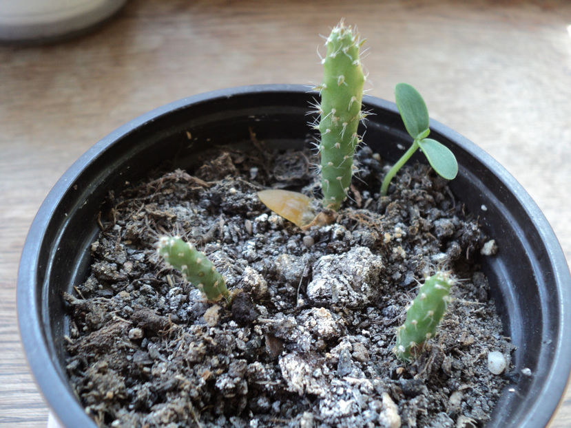 pittaya - CACTUSI SI SUCULENTE