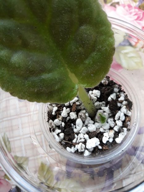  - Le Marzipan Rose zz