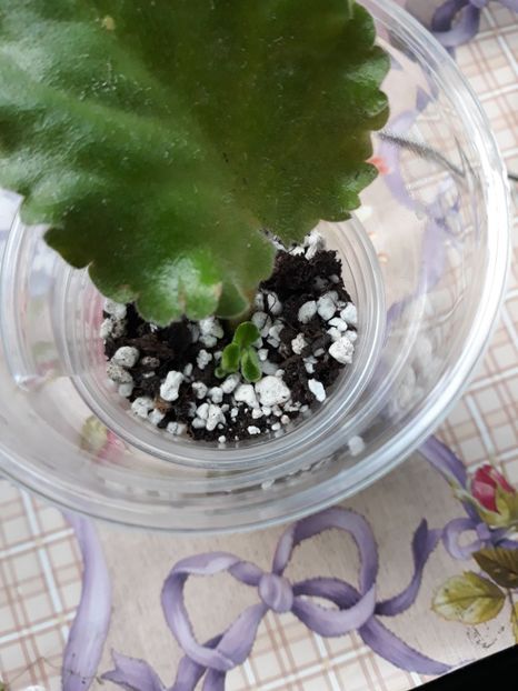  - Midnight Twist sport zzz