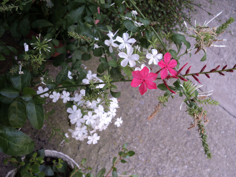 poze 2015 340 - PLUMBAGO