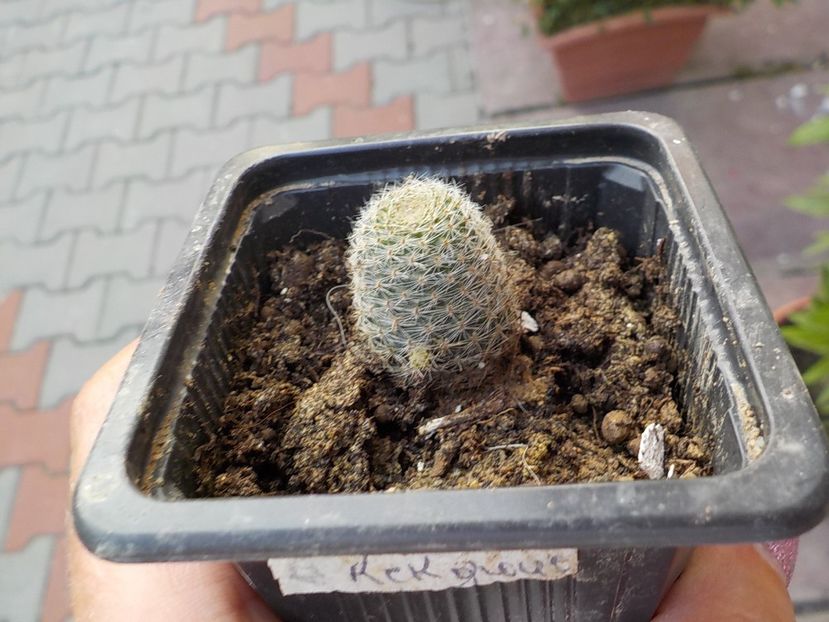 rebutia heliosa - Genul Rebutia