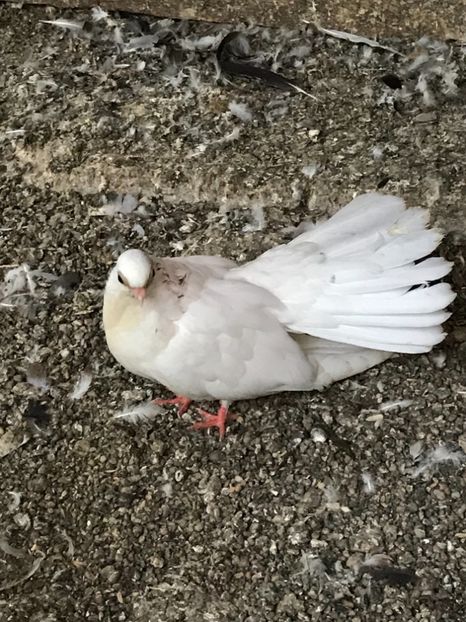 398E2CB5-1414-4A5D-B111-4111B37CC4A6 - Negri turci