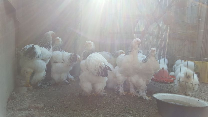  - Brahma Herminat Deschis