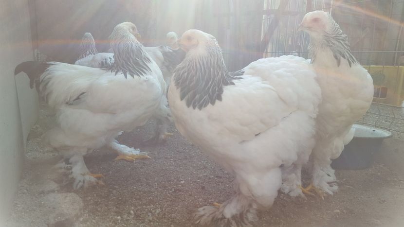  - Brahma Herminat Deschis