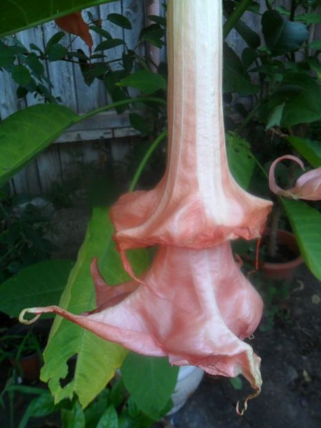  - brugmansii 2018 1