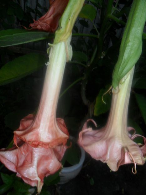  - brugmansii 2018 1