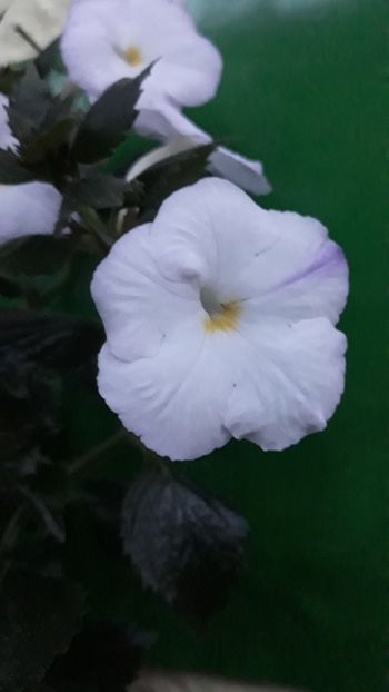  - R21 - Blueberry Ripple