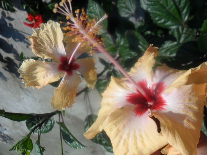  - Hibiscusi 2018 5
