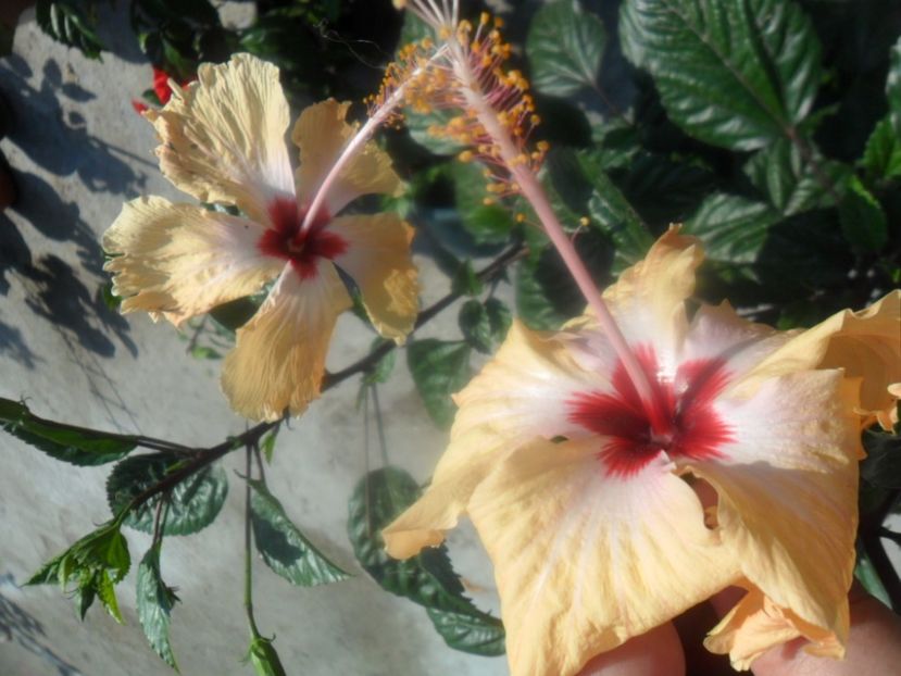  - Hibiscusi 2018 5