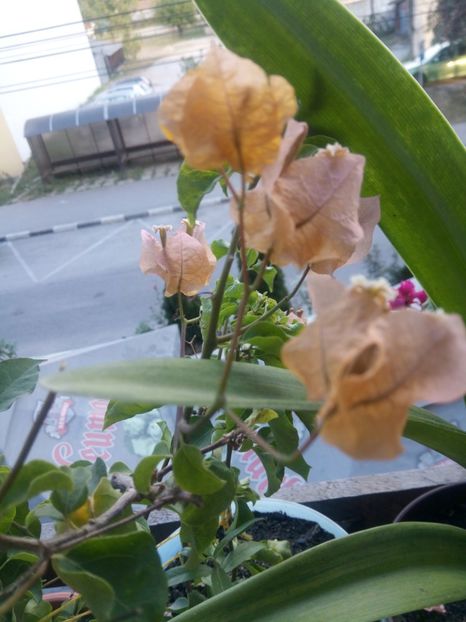  - Bougainvillea