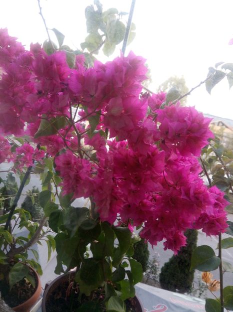  - Bougainvillea