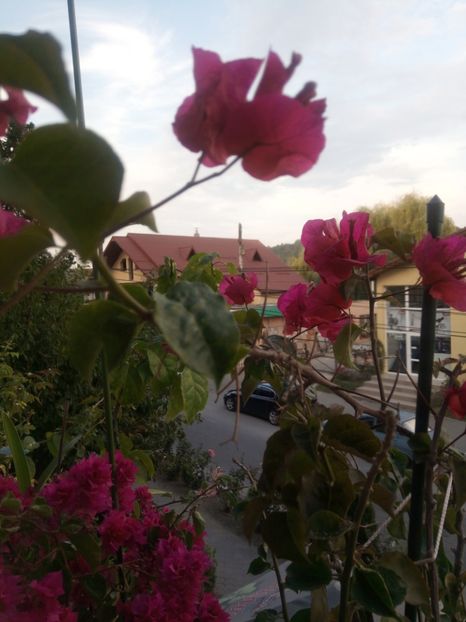  - Bougainvillea