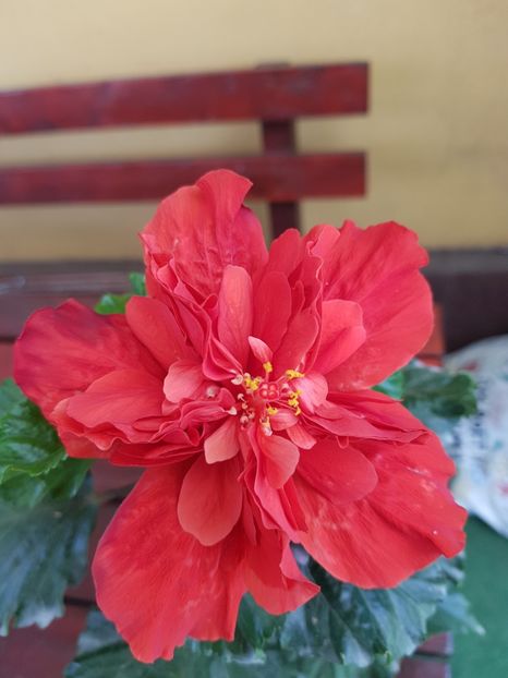  - 1-2 HIBISCUS