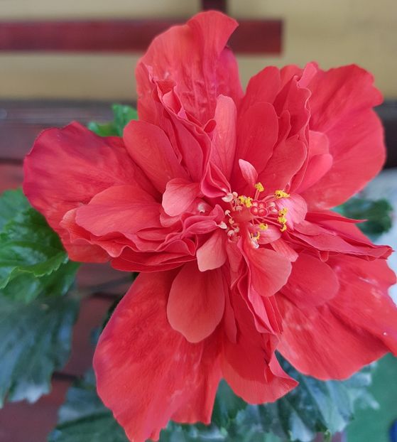  - 1-2 HIBISCUS