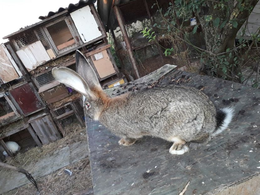 noiembrie   2017 - mascul noiembrie 2017