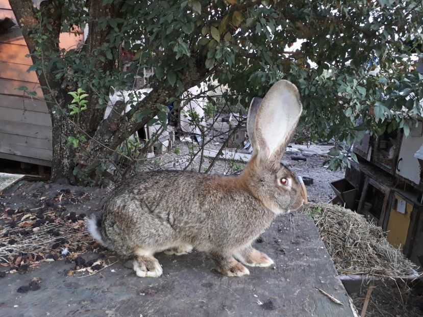 masc  noi 2017 - mascul noiembrie 2017