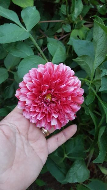  - IN GRADINA