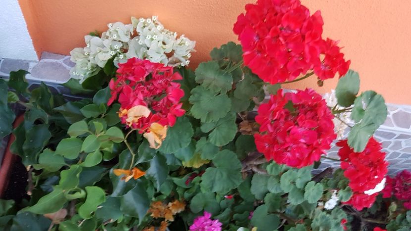  - IN GRADINA