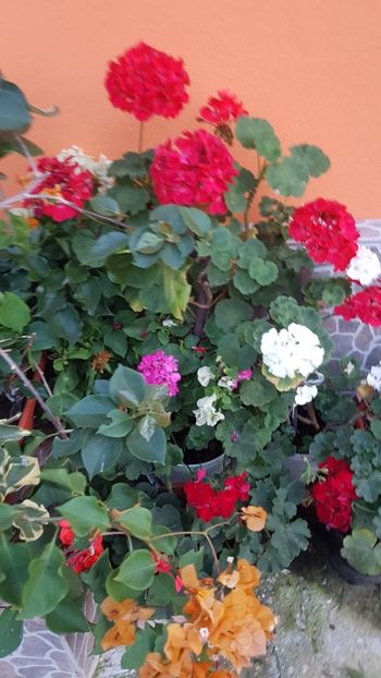  - IN GRADINA
