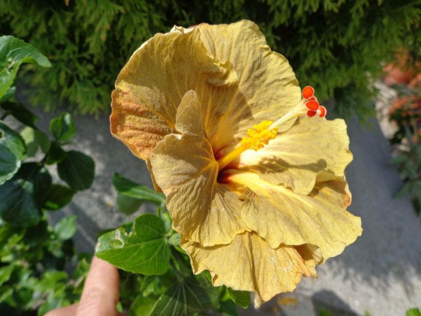  - A -HIBISCUS 2018