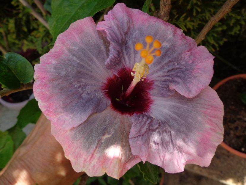  - A -HIBISCUS 2018