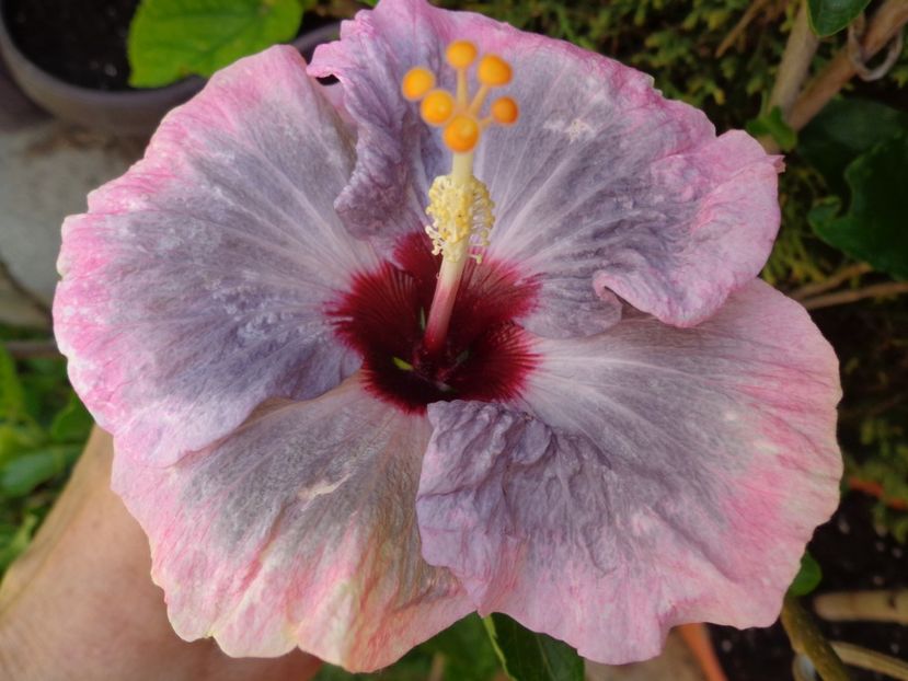  - A -HIBISCUS 2018