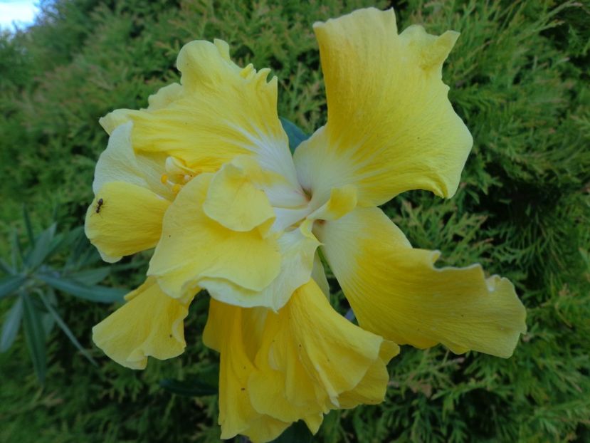  - A -HIBISCUS 2018