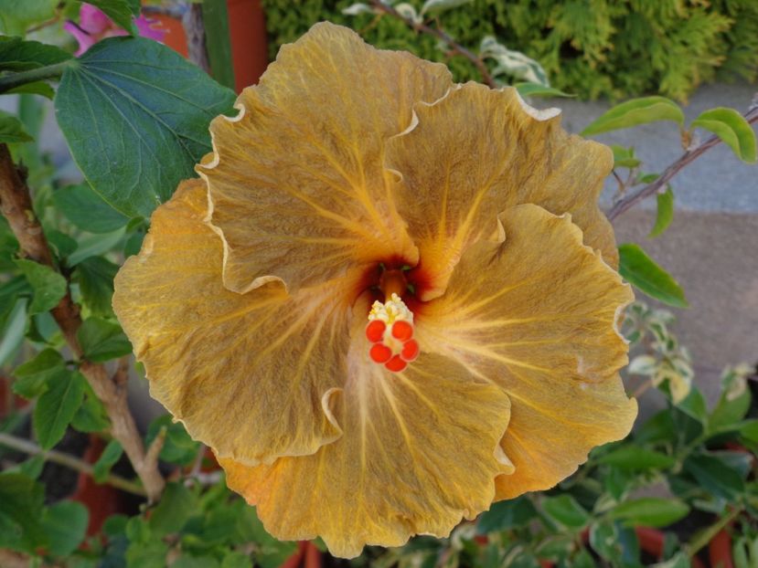  - A -HIBISCUS 2018