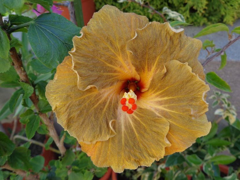  - A -HIBISCUS 2018
