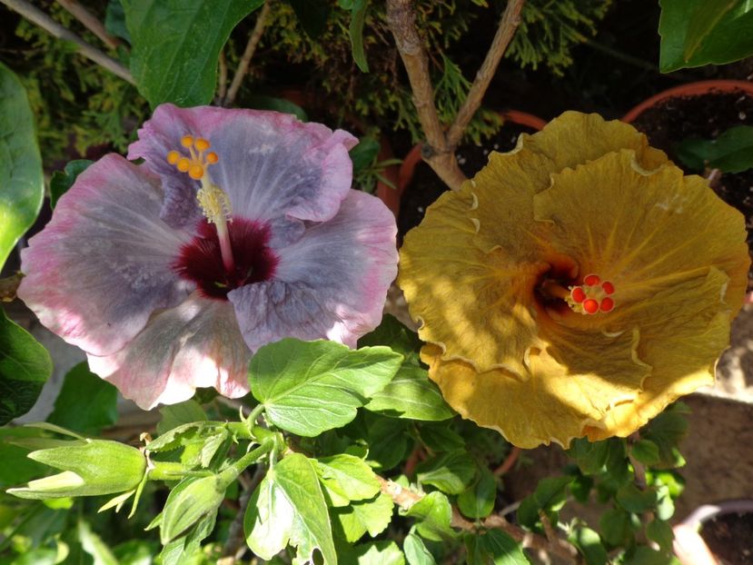  - A -HIBISCUS 2018