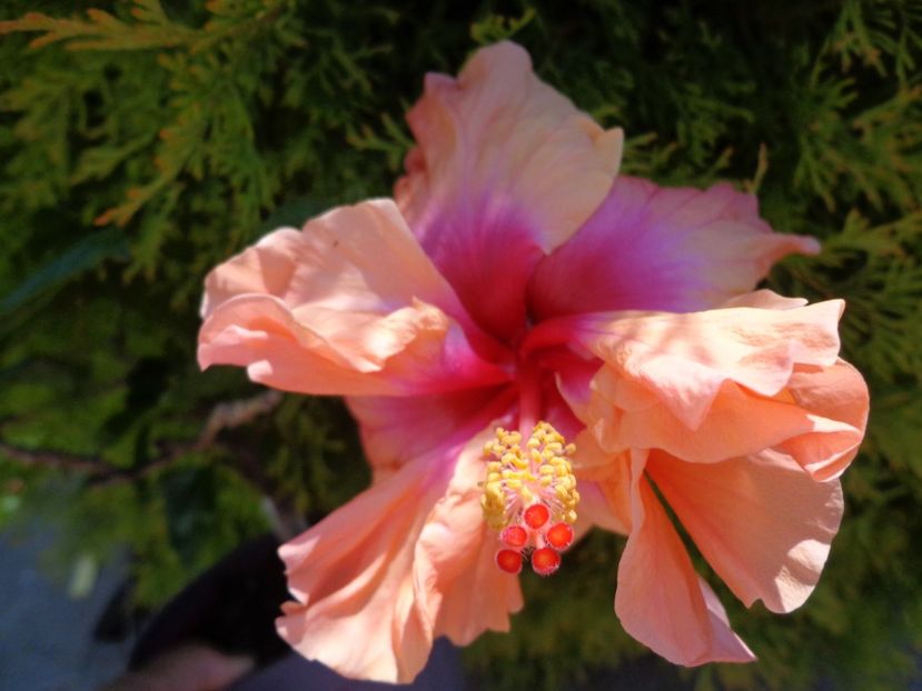  - A -HIBISCUS 2018