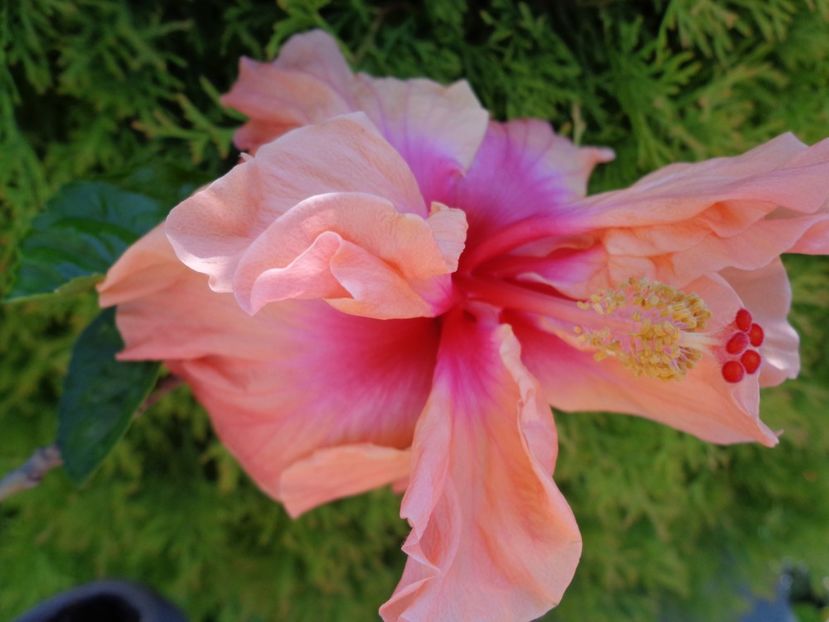  - A -HIBISCUS 2018