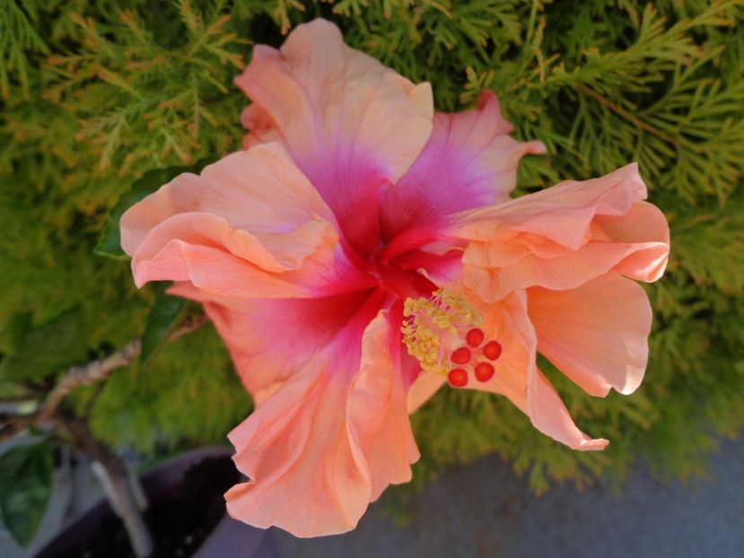  - A -HIBISCUS 2018