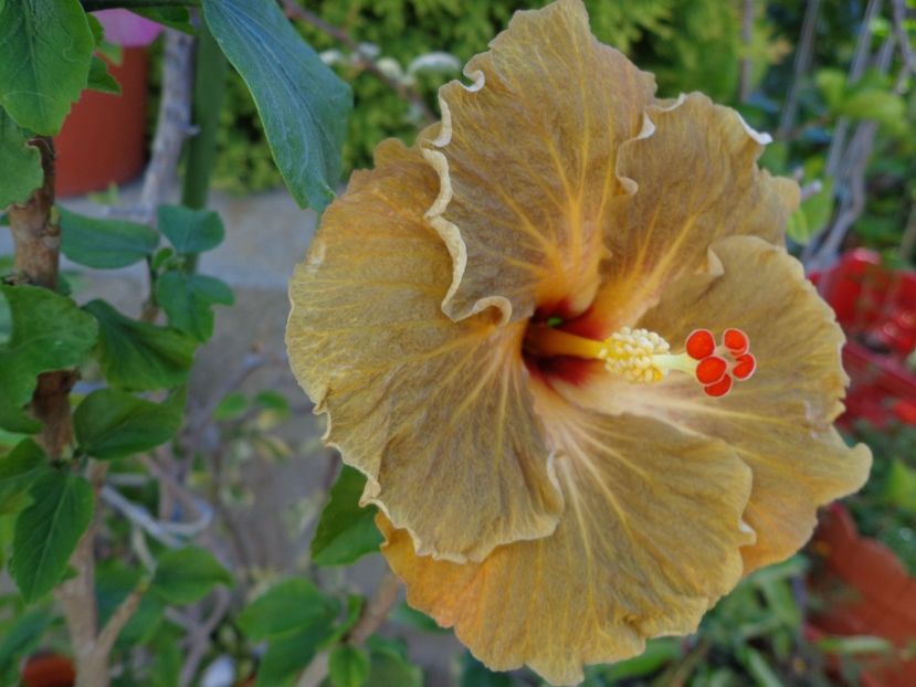  - A -HIBISCUS 2018