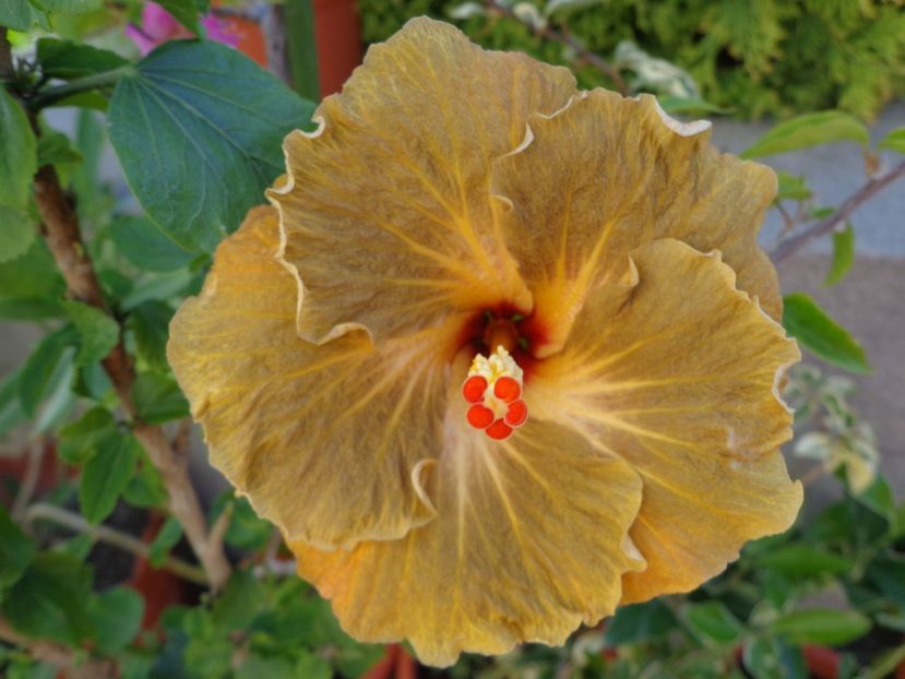  - A -HIBISCUS 2018