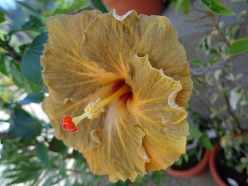  - A -HIBISCUS 2018
