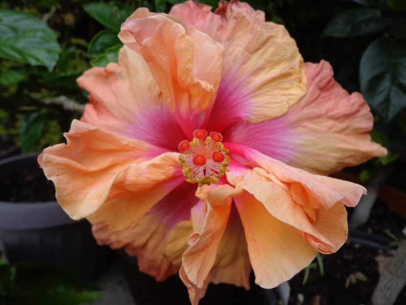  - A -HIBISCUS 2018