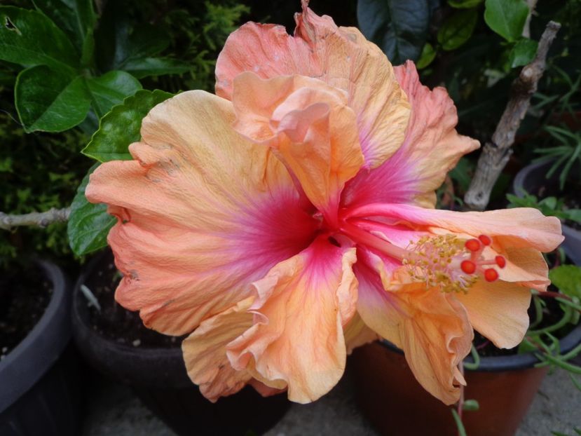  - A -HIBISCUS 2018