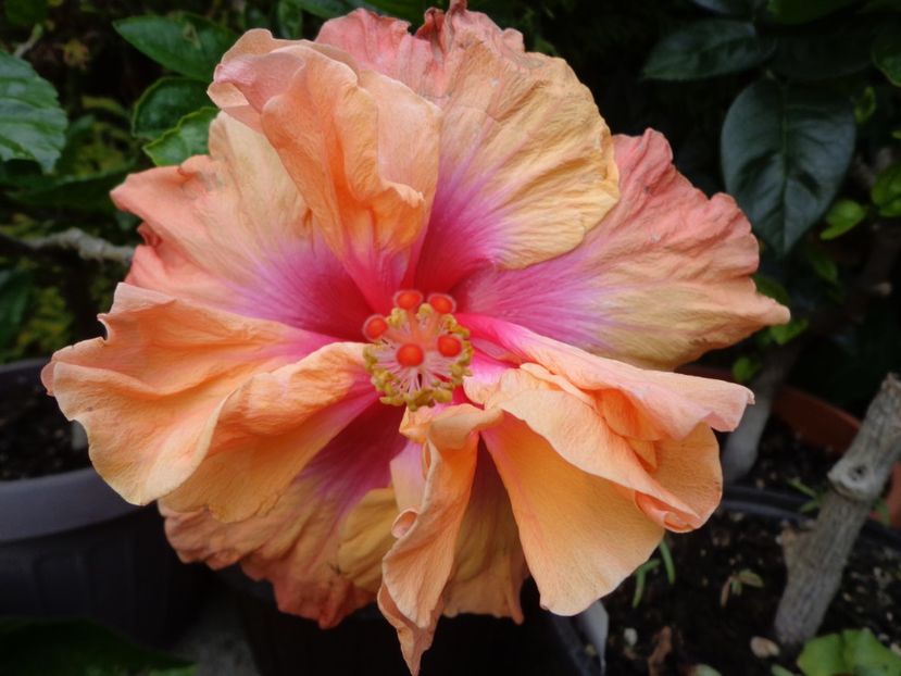  - A -HIBISCUS 2018